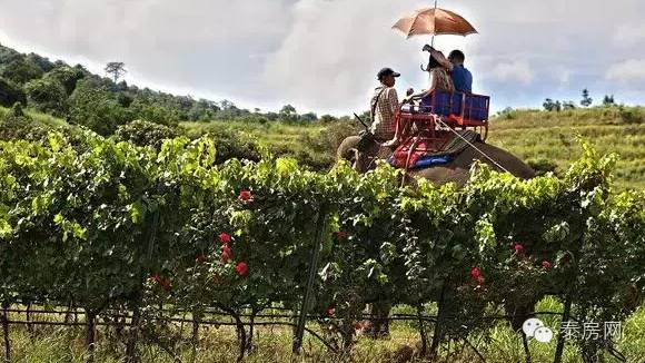 泰国华欣皇宫,泰国华欣皇家后花园