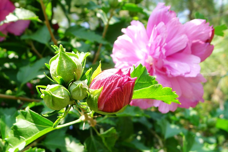 朝开暮落，转“蕣”即逝，植物里的人生况味