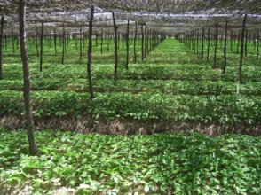 南药种植项目是骗人的吗,千万别上当了45个骗人的农业项目