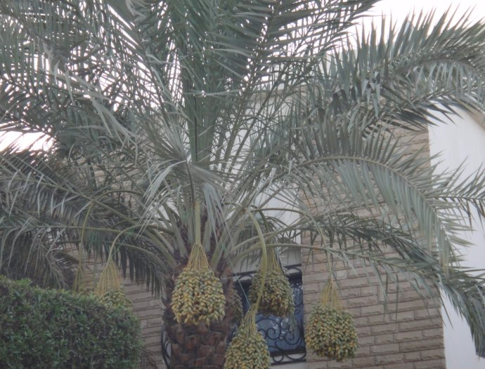 沙特阿拉伯国王大厦夜景,沙特阿拉伯国王大厦在哪儿