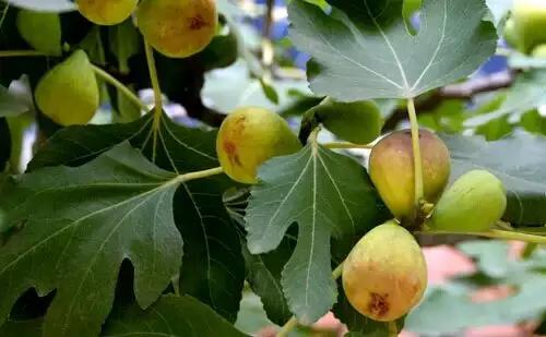 烟台常吃的水果有哪些,六月底七月初烟台的水果
