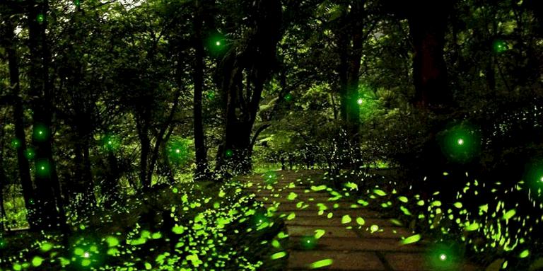 带你去天台看萤火虫,夏天最浪漫的事一起看萤火虫