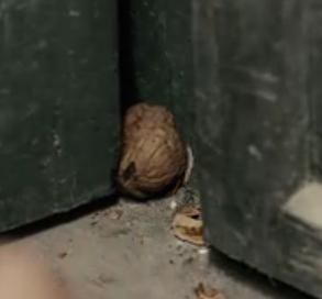 六个核桃怎么才能快速打开,没有核桃夹子怎么打开核桃