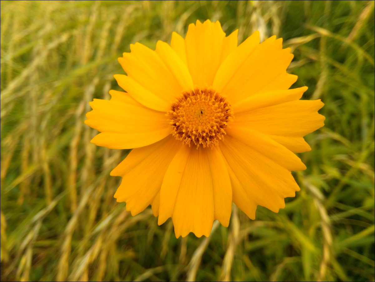 荣耀畅玩5a值得买吗,荣耀5a值得入手吗