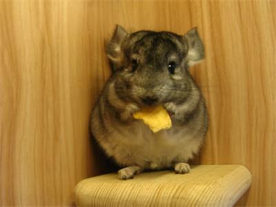 龙猫难养吗,龙猫为什么不适合养