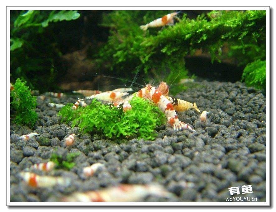 社区精华从40只水晶虾到爆缸之路，老公你好棒