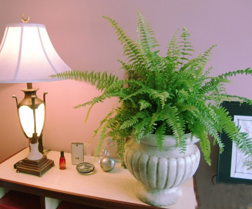 什么花属于吸毒植物,分享五款吸毒植物选盆搬回家吧