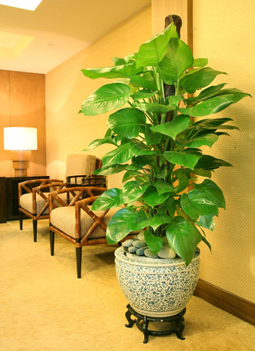 什么花属于吸毒植物,分享五款吸毒植物选盆搬回家吧