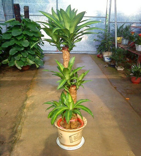 什么花属于吸毒植物,分享五款吸毒植物选盆搬回家吧