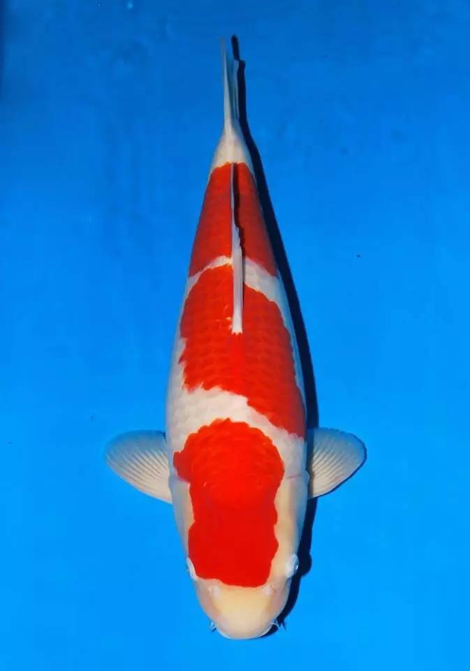 锦鲤养殖的方法与技巧,最简单的锦鲤饲养方法