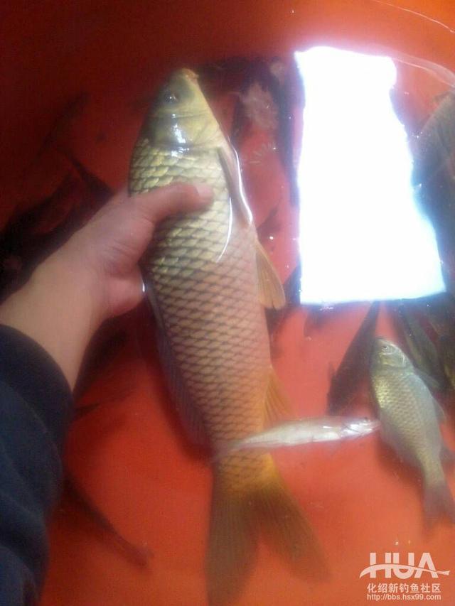 一味浮漂和小凤仙浮漂哪家的好,一味浮漂多少钱一个