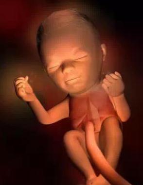 宝宝从1周到40周出生发育过程,怀孕第一周至40周胎儿发育情况