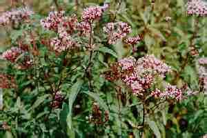 夏天，给爱鸽泡杯茶降降温吧