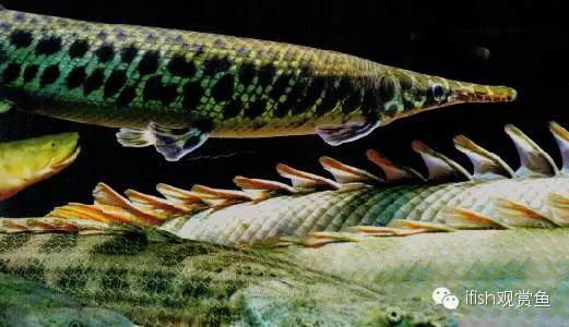 火箭鱼的生活习性,火箭鱼生活习性