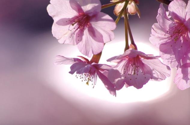 天津最迷人的樱花雨，愿你在花中起舞！