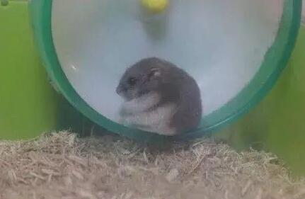 家里的仓鼠跑走了,家里的仓鼠跑出来了会躲在哪里