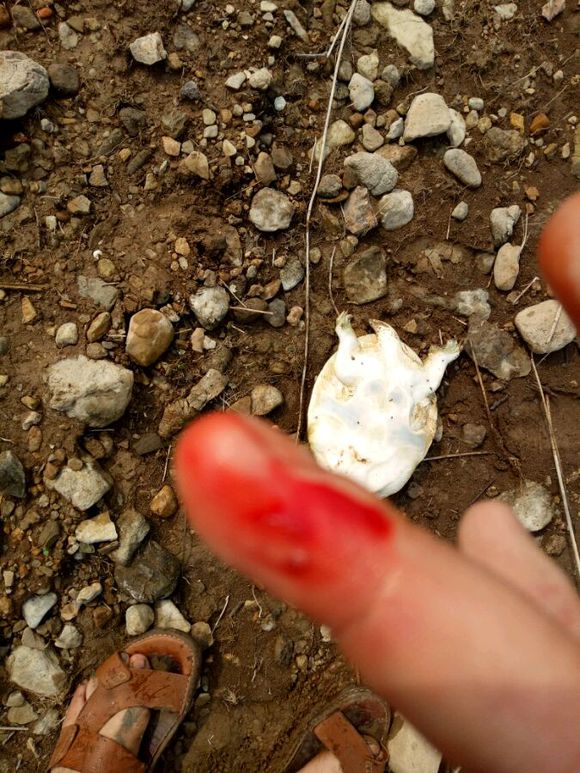 被甲鱼咬了要不要打狂犬疫苗,被鳖咬伤要打狂犬病疫苗吗