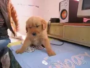 天气热了狗狗不爱吃饭,狗狗不爱吃饭用什么药