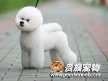 宠物美容比熊,比熊犬怎么理发美容