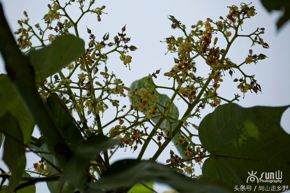 杩欐墠鏄湡姝g殑鍑ゅ嚢灞曠繀,杩欐墠鏄嚖鍑拌鏈夌殑鏍峰瓙