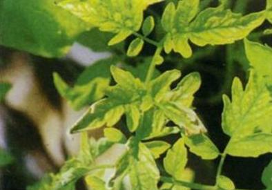 番茄向下卷叶是什么原因,番茄下部叶子卷起怎么回事