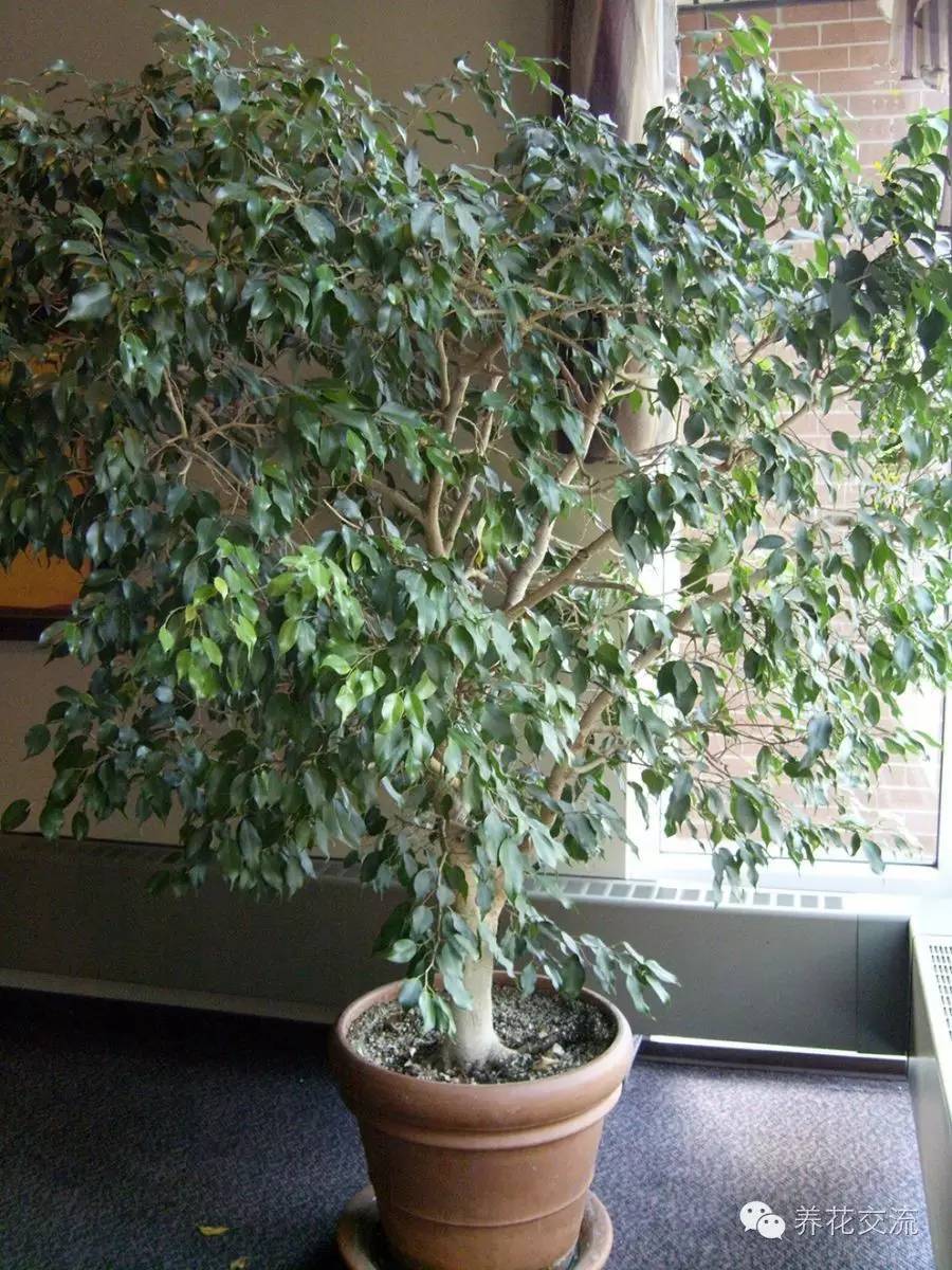 家庭的所有榕树盆栽,家庭养的榕树有什么品种