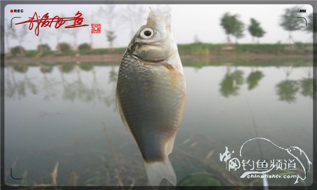 马踏湖国家湿地公园远足,马踏湖国家湿地公园游览路线