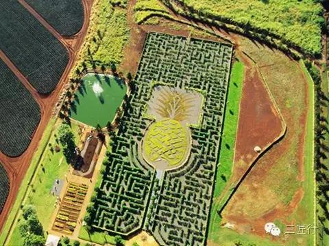 怎么分别凤梨和菠萝,凤梨和菠萝是同一个品种吗