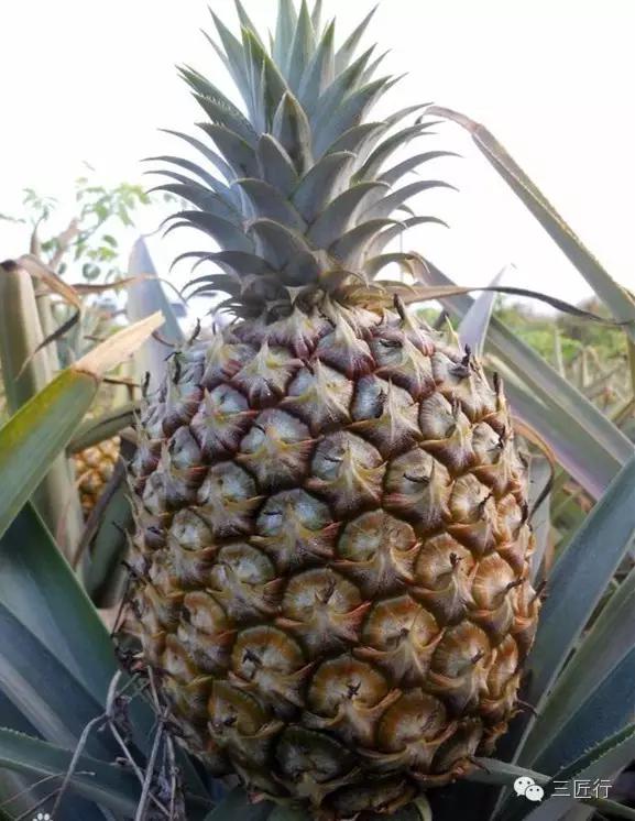 怎么分别凤梨和菠萝,凤梨和菠萝是同一个品种吗