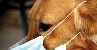 狗狗的10个征兆和表现,狗狗常见疾病及解决方法