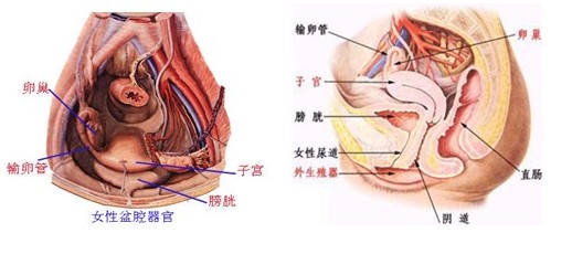 盆腔炎性疾病的预防和治疗,女性盆腔炎的症状及治疗方法