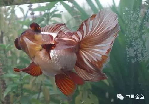 龙眼金鱼和蝶尾金鱼有什么区别,大尾金鱼品种图谱大全