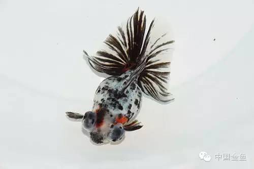 龙眼金鱼和蝶尾金鱼有什么区别,大尾金鱼品种图谱大全