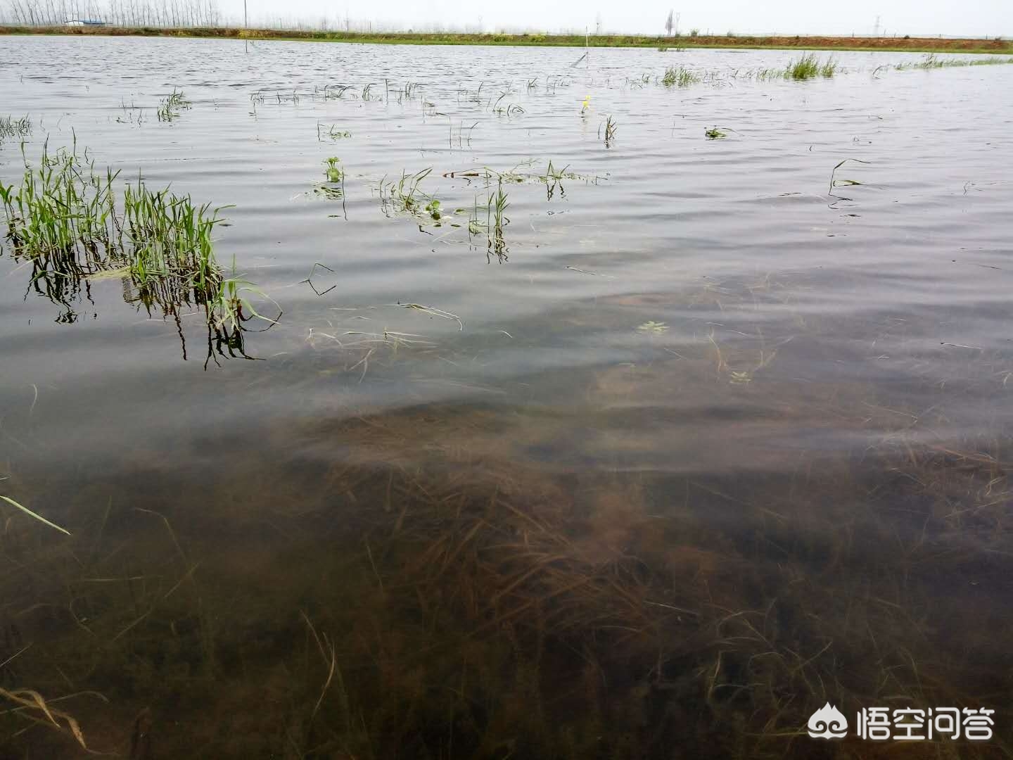 安徽小龙虾养殖产量排名,养殖小龙虾一亩用多少磷肥