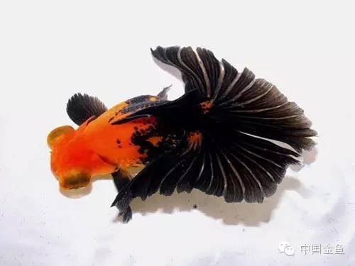 龙眼金鱼和蝶尾金鱼有什么区别,大尾金鱼品种图谱大全