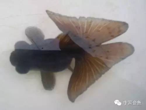 龙眼金鱼和蝶尾金鱼有什么区别,大尾金鱼品种图谱大全