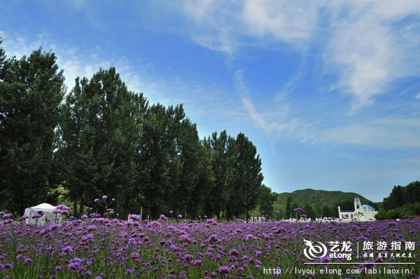 紫海香堤香草艺术庄园特色,紫海香堤香草艺术庄园怎么样