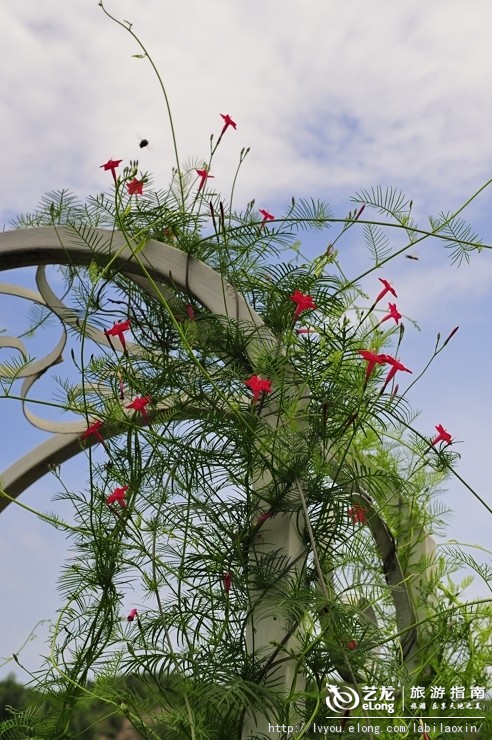 紫海香堤香草艺术庄园特色,紫海香堤香草艺术庄园怎么样
