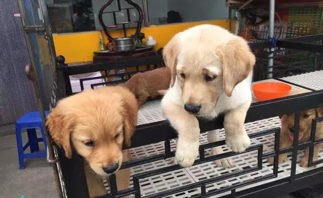 华北最大宠物市场—通州梨园狗市退市，商户进驻燕郊京丰宠物基地