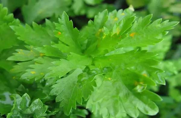 芹菜种植技术和管理方法及病害,芹菜苗期有哪些细菌性病害