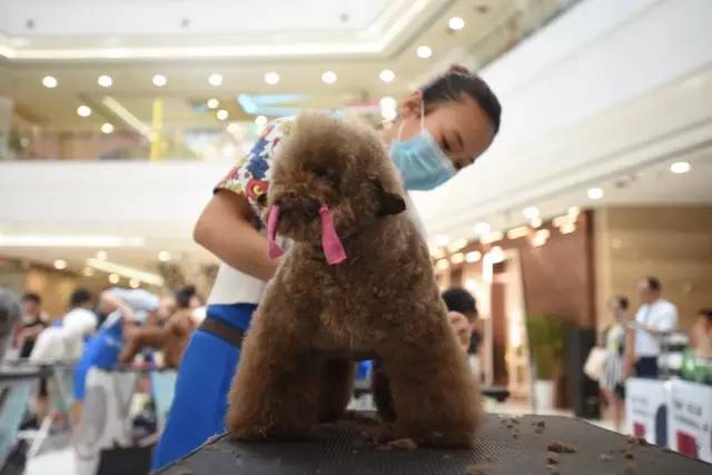 “源食”第五届中国宠物造型达人秀——哈尔滨赛区报道