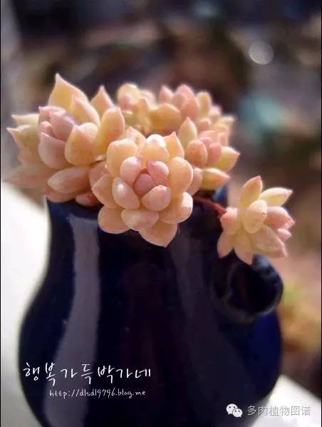 韩国精美多肉,欧美风多肉