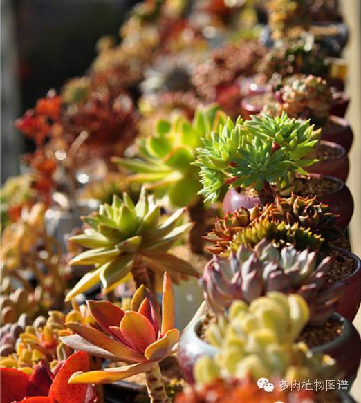韩国精美多肉,欧美风多肉