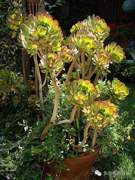 韩国精美多肉,欧美风多肉