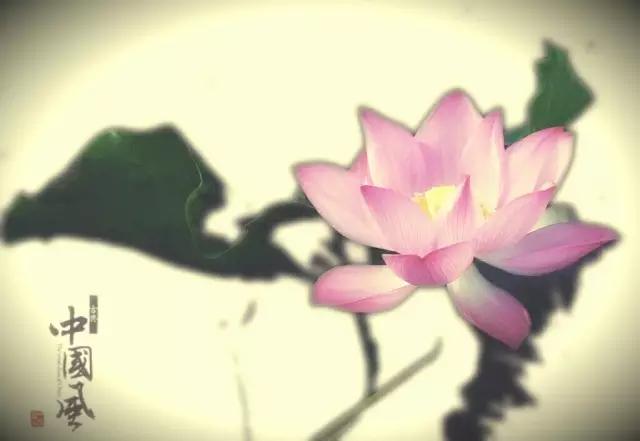 如何把荷花修图成水墨画,手机荷花后期水墨画教程