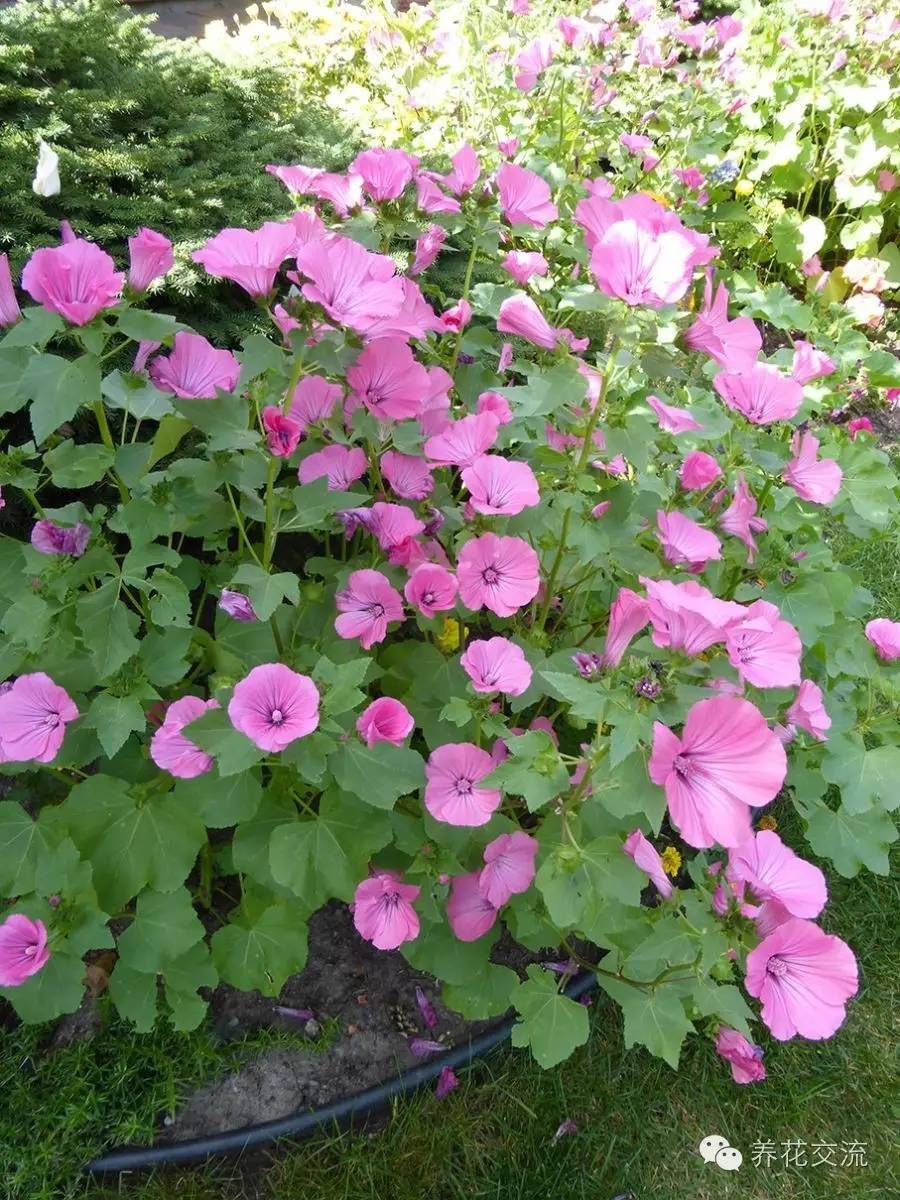 20种一二年生花卉,22种花朵