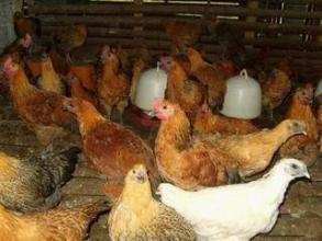 现在在农村做什么最合适,农村人在城里适合做什么