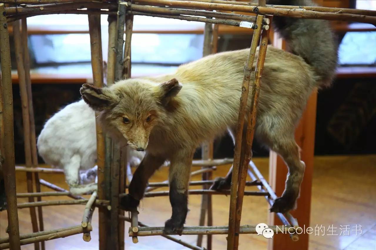 中蒙俄茶叶之路|走近多彩的俄罗斯