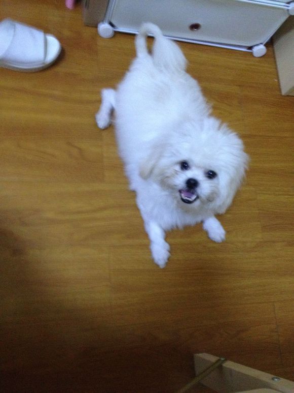 拯救狗狗不被蜜蜂蜇,拯救狗狗原版