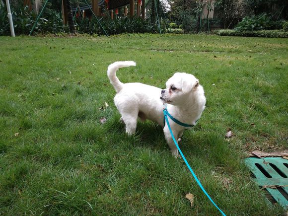 拯救狗狗不被蜜蜂蜇,拯救狗狗原版